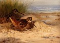 Woodcock Nesting On A Beach Archibald Thorburn bird